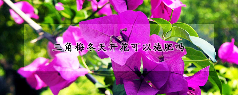 三角梅冬天开花可以施肥吗