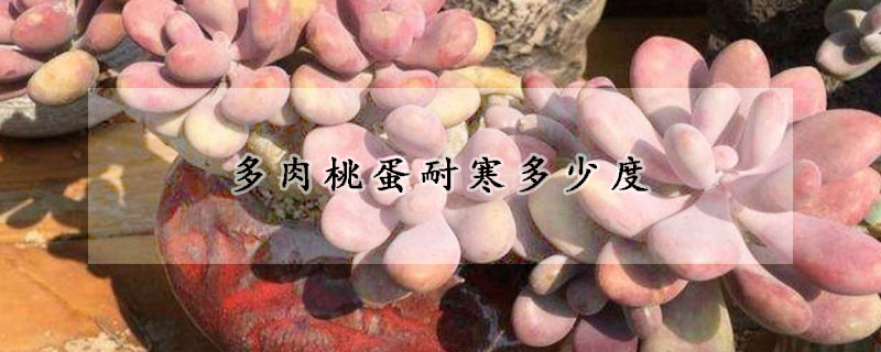 多肉桃蛋耐寒多少度