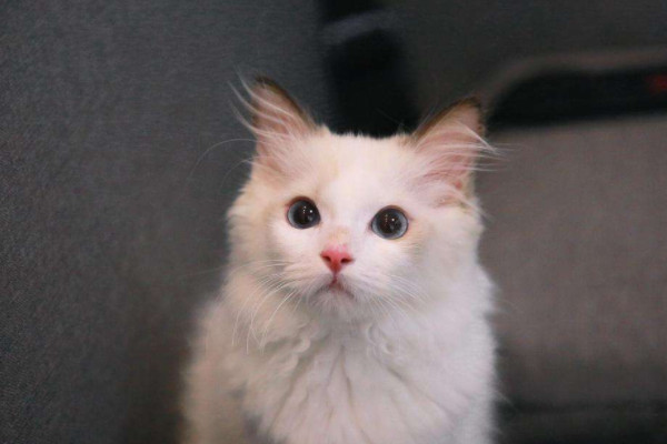 猫的生活习性