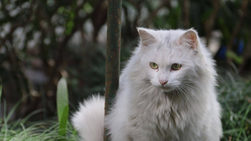 猫的习性