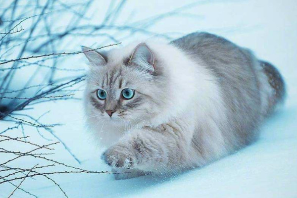 猫的习性