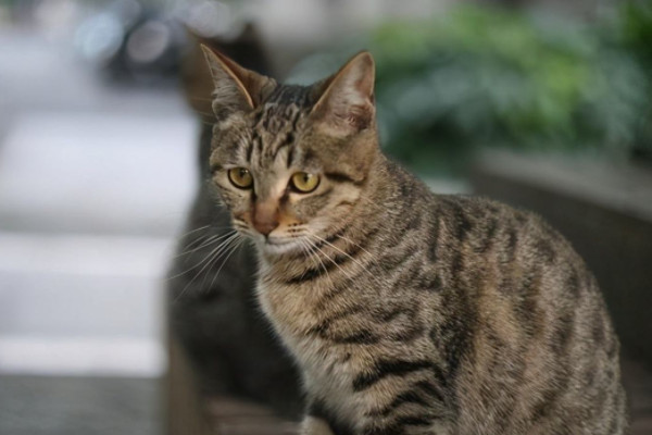 猫的习性
