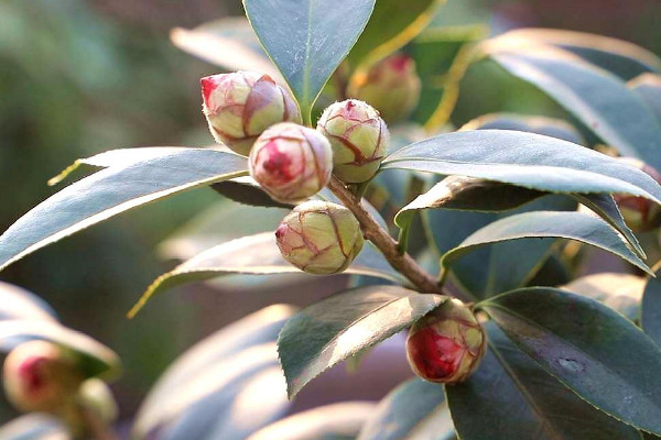 茶花品种图片名称大全 茶花品种排名