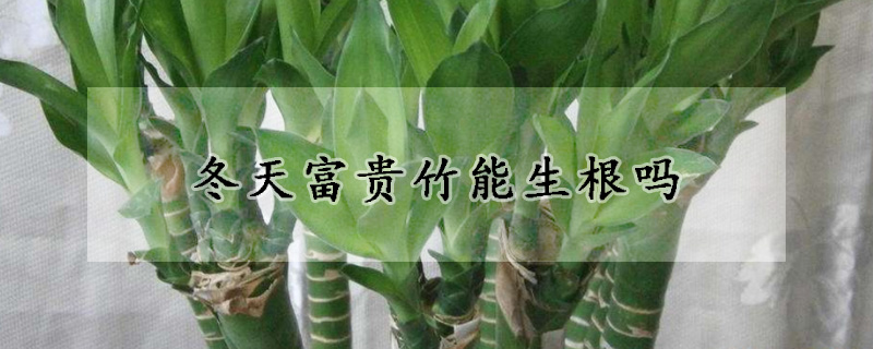 冬天富贵竹能生根吗