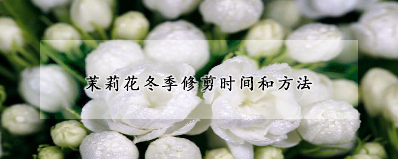 茉莉花冬季修剪时间和方法