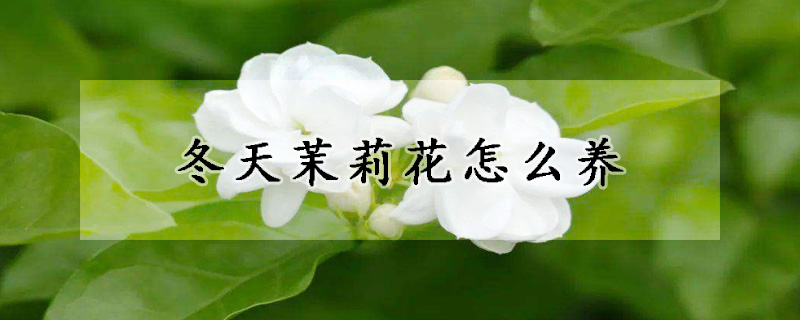 冬天茉莉花怎么养