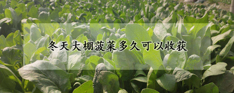 冬天大棚菠菜多久可以收获