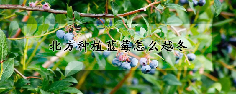 北方种植蓝莓怎么越冬