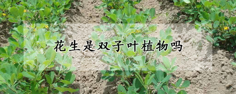 花生是双子叶植物吗