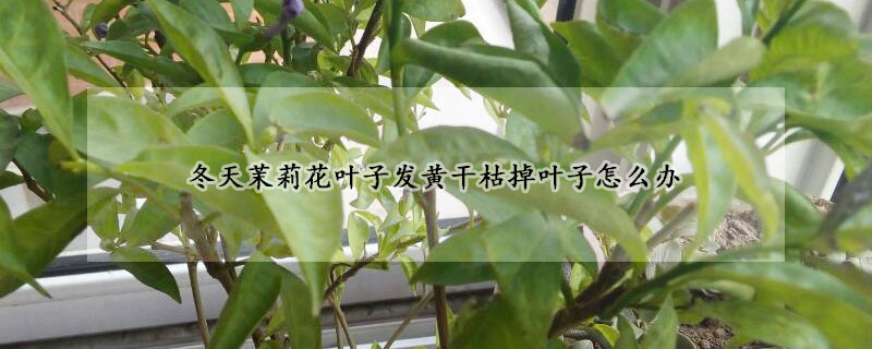 冬天茉莉花叶子发黄干枯掉叶子怎么办