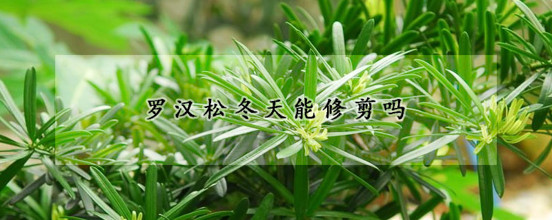 罗汉松冬天能修剪吗