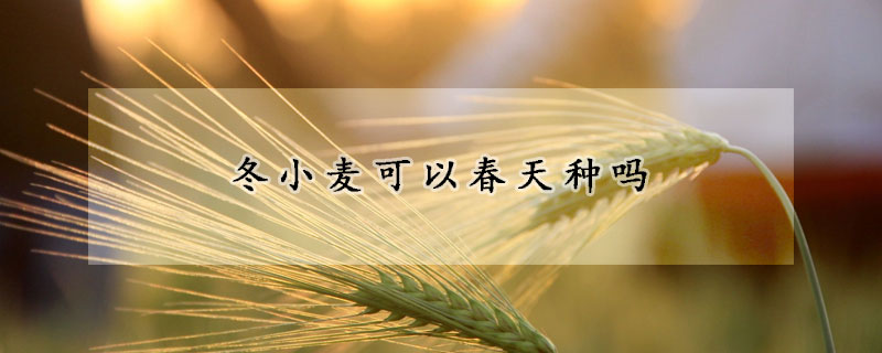 冬小麦可以春天种吗