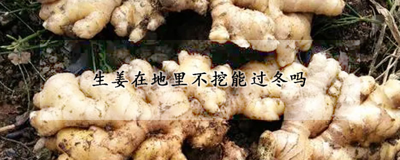 生姜在地里不挖能过冬吗