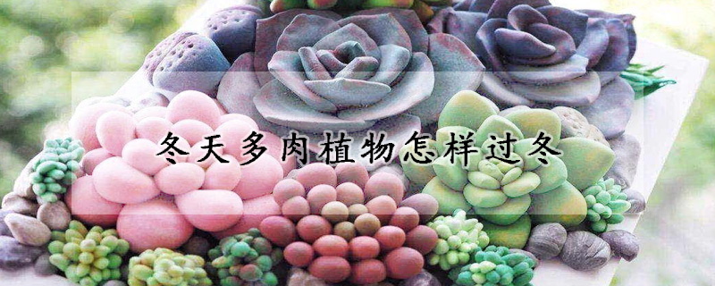 冬天多肉植物怎样过冬