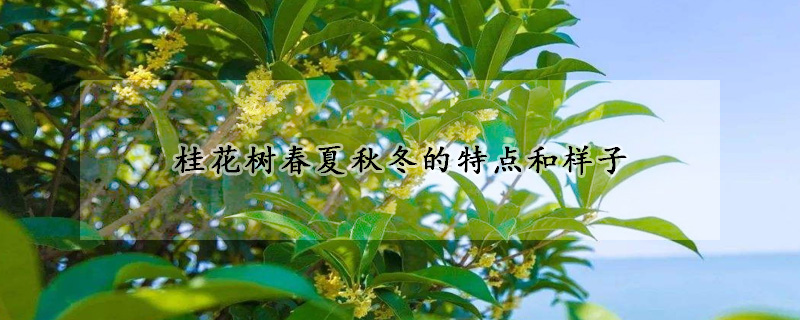 桂花树春夏秋冬的特点和样子