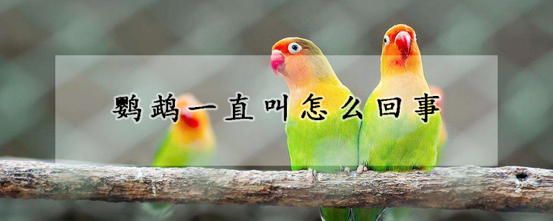 鹦鹉一直叫怎么回事
