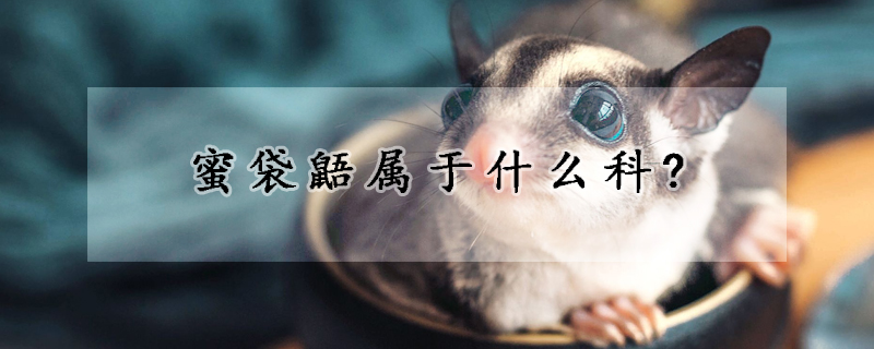 蜜袋鼯属于什么科?