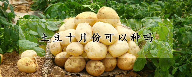 土豆十月份可以种吗