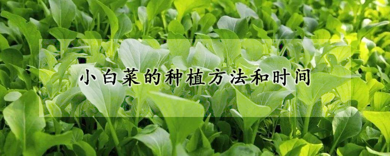 小白菜的种植方法和时间