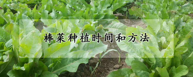 棒菜种植时间和方法