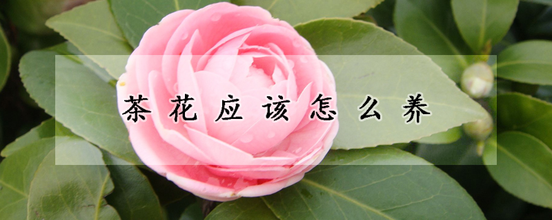 茶花应该怎么养