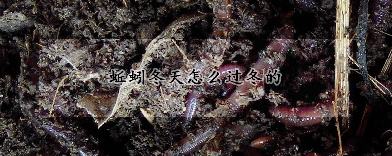 蚯蚓冬天怎么过冬的