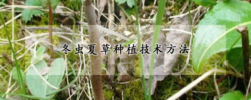 冬虫夏草种植技术方法