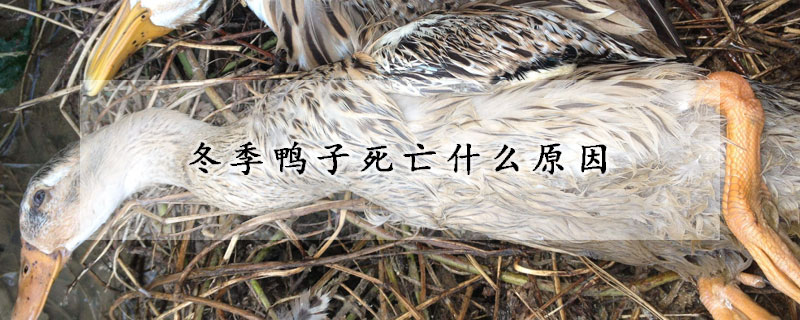 冬季鸭子死亡什么原因