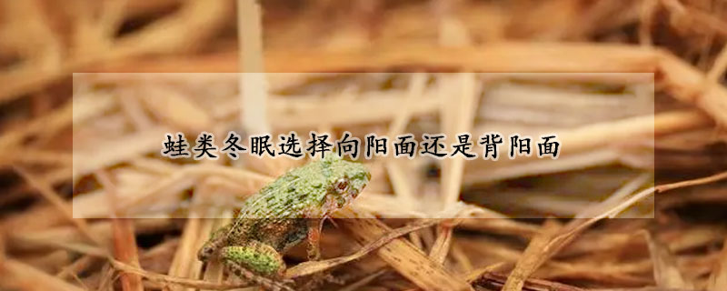 蛙类冬眠选择向阳面还是背阳面