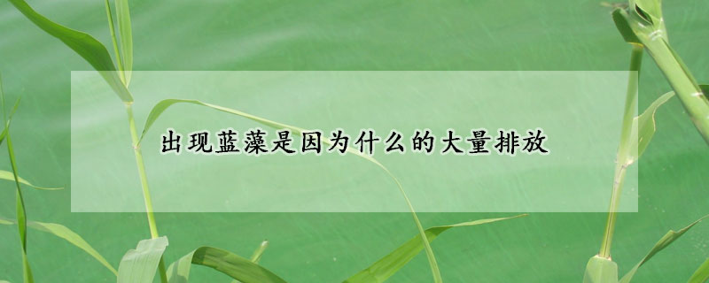 出现蓝藻是因为什么的大量排放