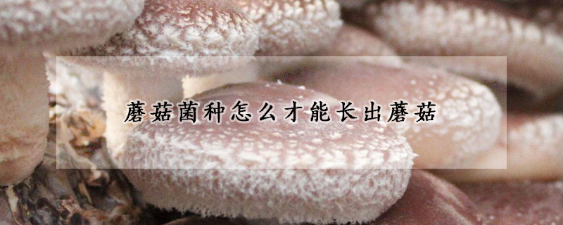 蘑菇菌种怎么才能长出蘑菇