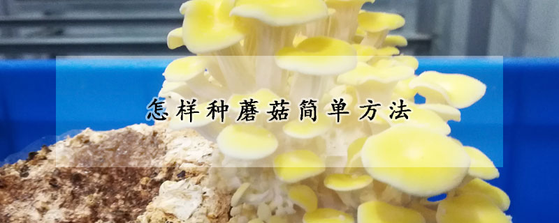 怎样种蘑菇简单方法