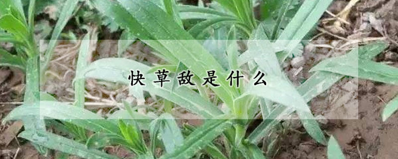 快草敌是什么