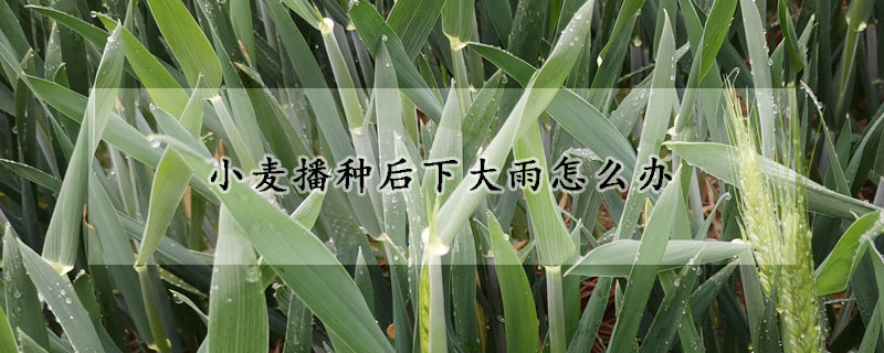 小麦播种后下大雨怎么办