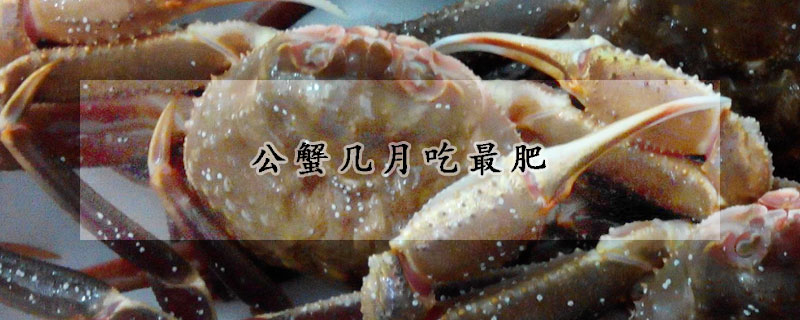 公蟹几月吃最肥