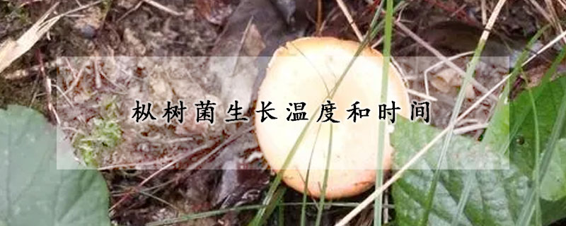 枞树菌生长温度和时间