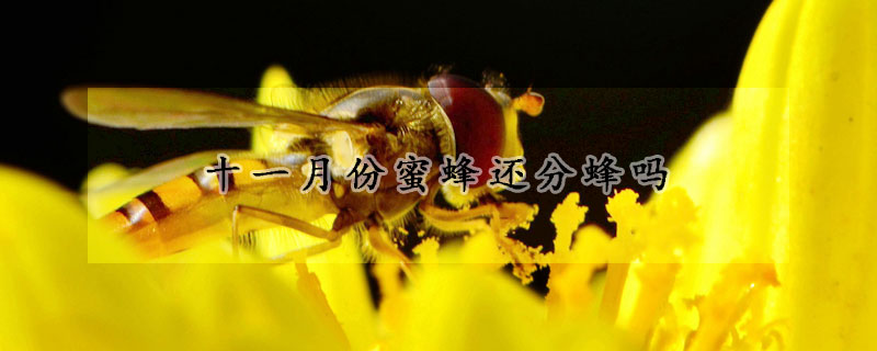 十一月份蜜蜂还分蜂吗