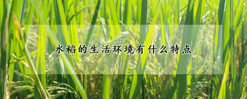 水稻的生活环境有什么特点