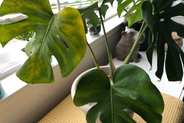 卧室摆放什么植物最好 最适合放在卧室的植物