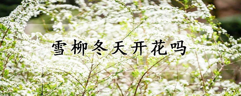 雪柳冬天开花吗
