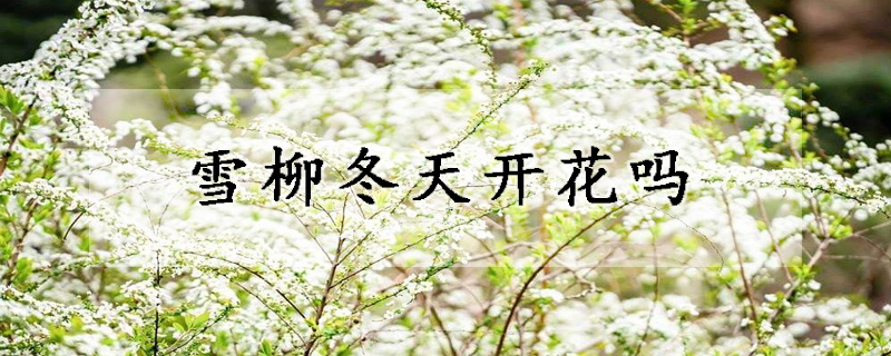 雪柳冬天开花吗