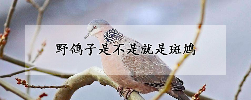 野鸽子是不是就是斑鸠