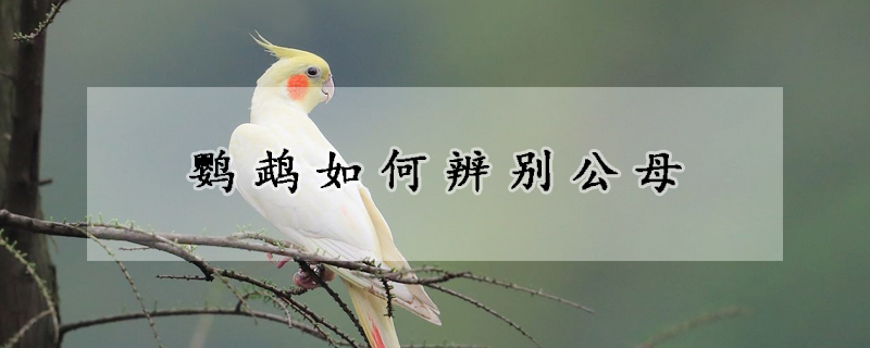 鹦鹉如何辨别公母