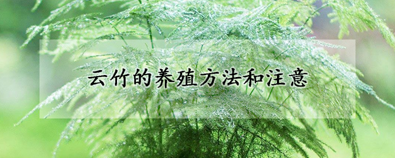 云竹的养殖方法和注意