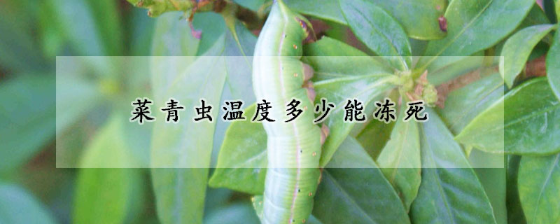 菜青虫温度多少能冻死