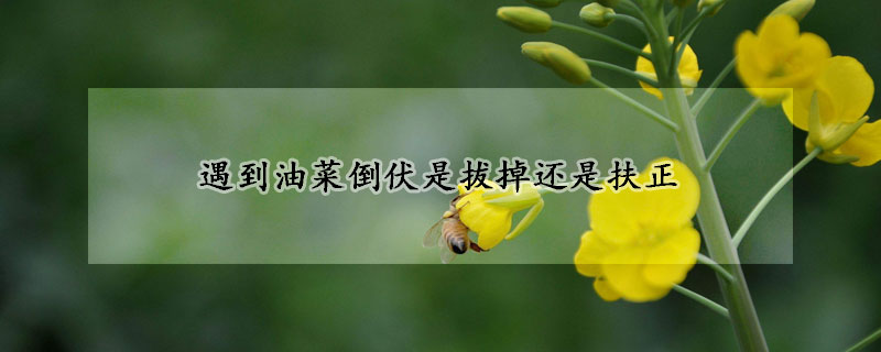 遇到油菜倒伏是拔掉还是扶正