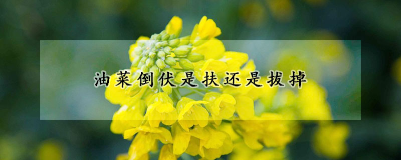 油菜倒伏是扶还是拔掉