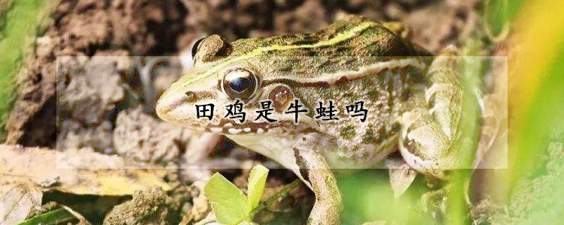 田鸡是牛蛙吗
