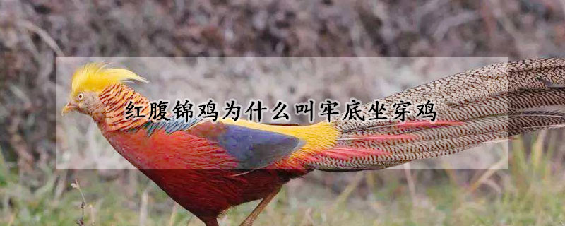 红腹锦鸡为什么叫牢底坐穿鸡