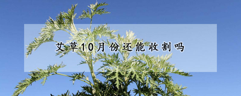 艾草10月份还能收割吗